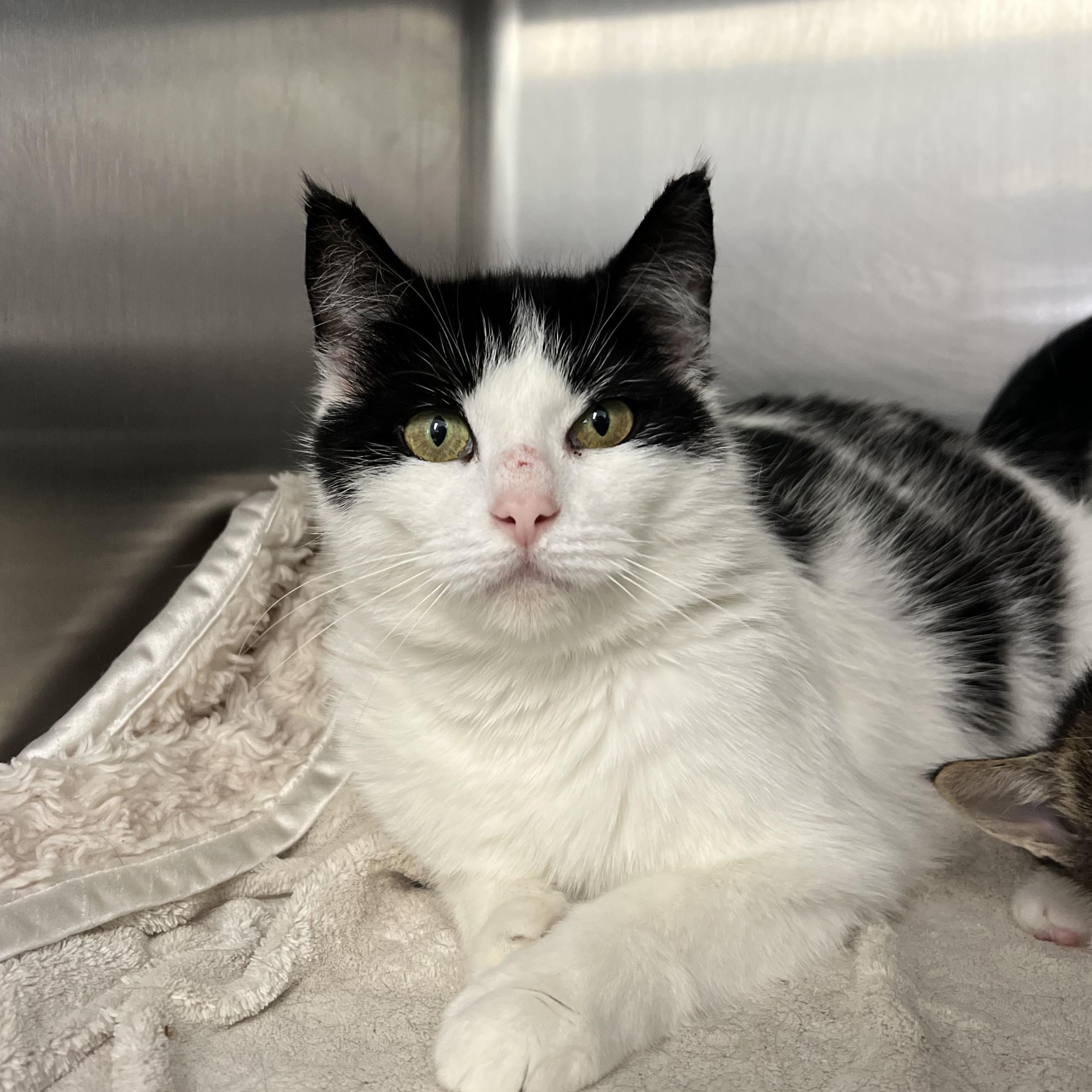 Enlarge Storm, a ADOPTABLE mixed breed in Mount Pleasant, MI image 2/2
