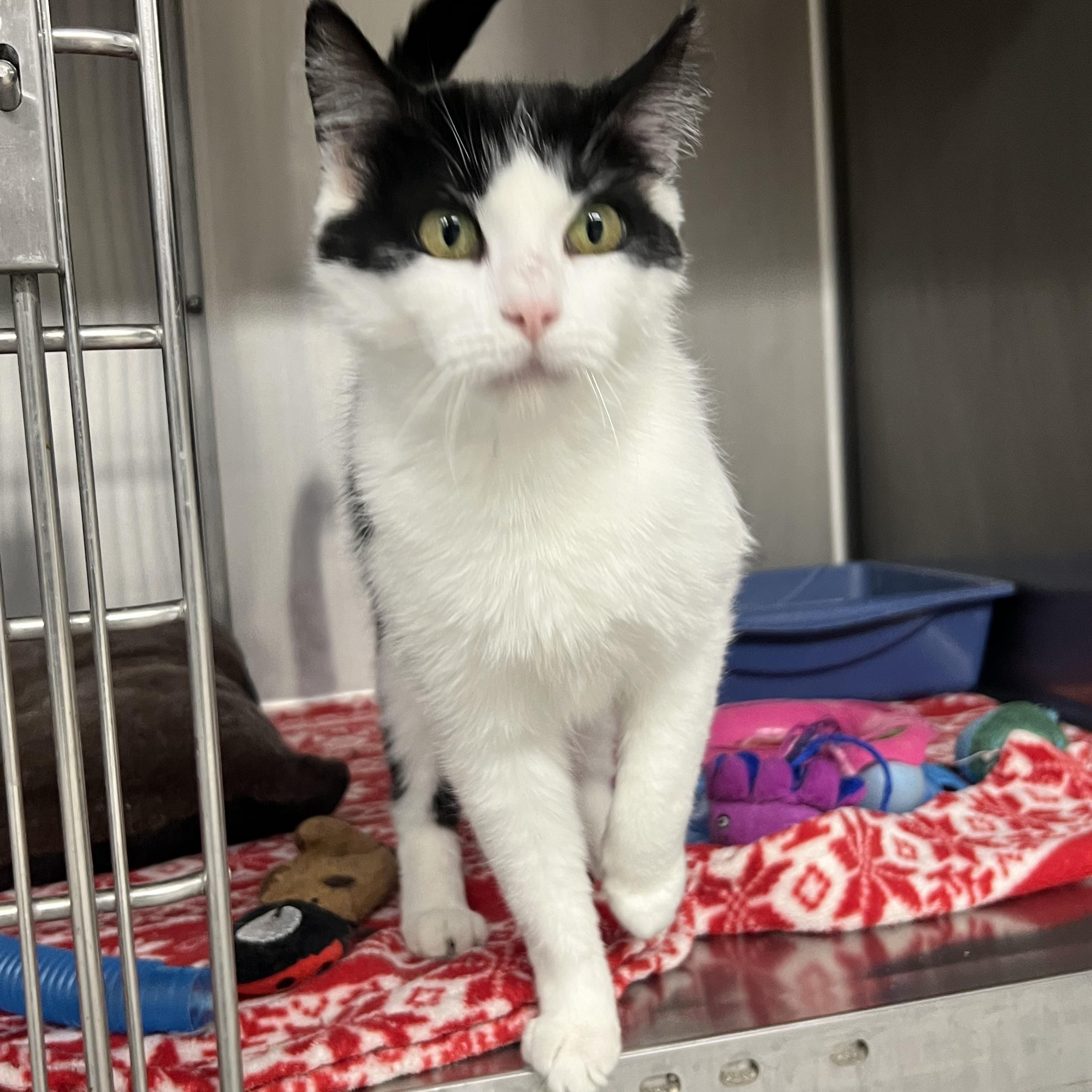 Enlarge Storm, a ADOPTABLE mixed breed in Mount Pleasant, MI image 1/2