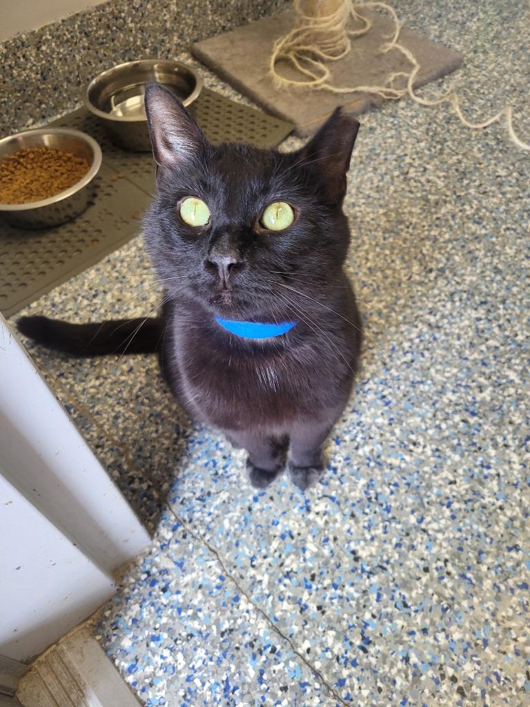 Steve, Adoptable, Adult Male Domestic Short Hair.