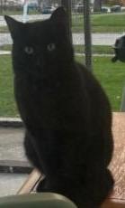 Enlarge Steve, a Adoptable mixed breed in Angola, IN image 3/3