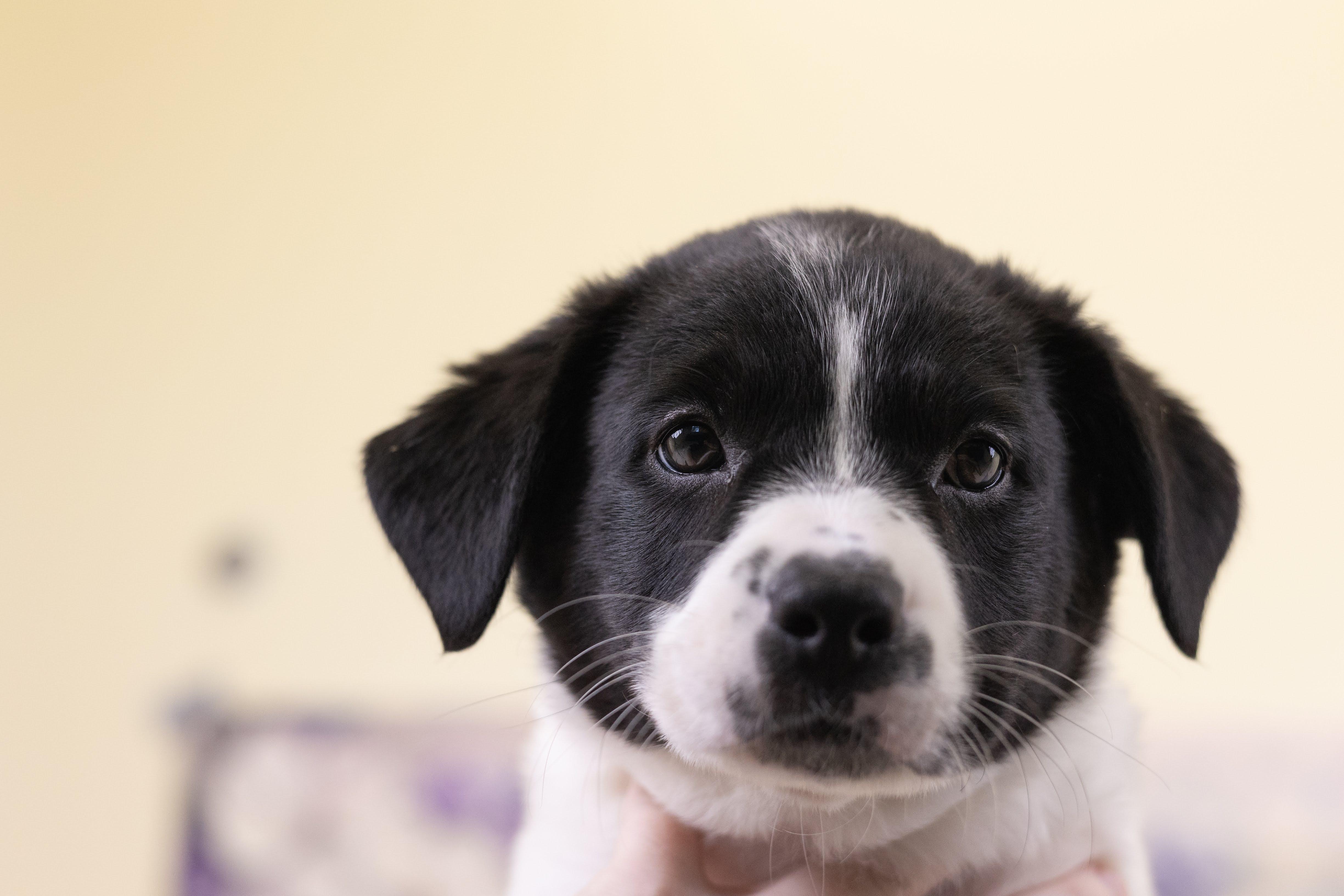 Enlarge Rosay, an adopted mixed breed in Whitestown, IN image 1/1
