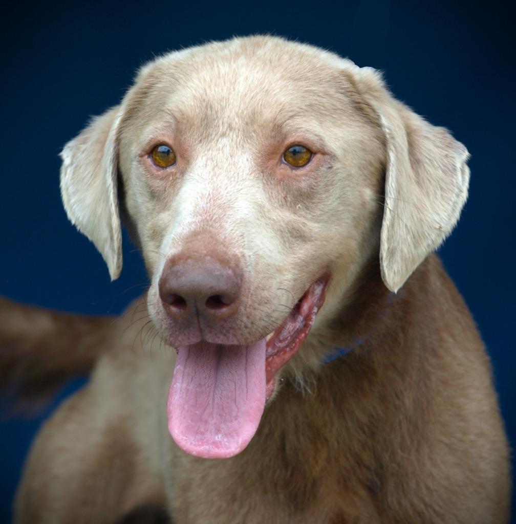 Cobalt, Adoptable, Adult Male Labrador Retriever.