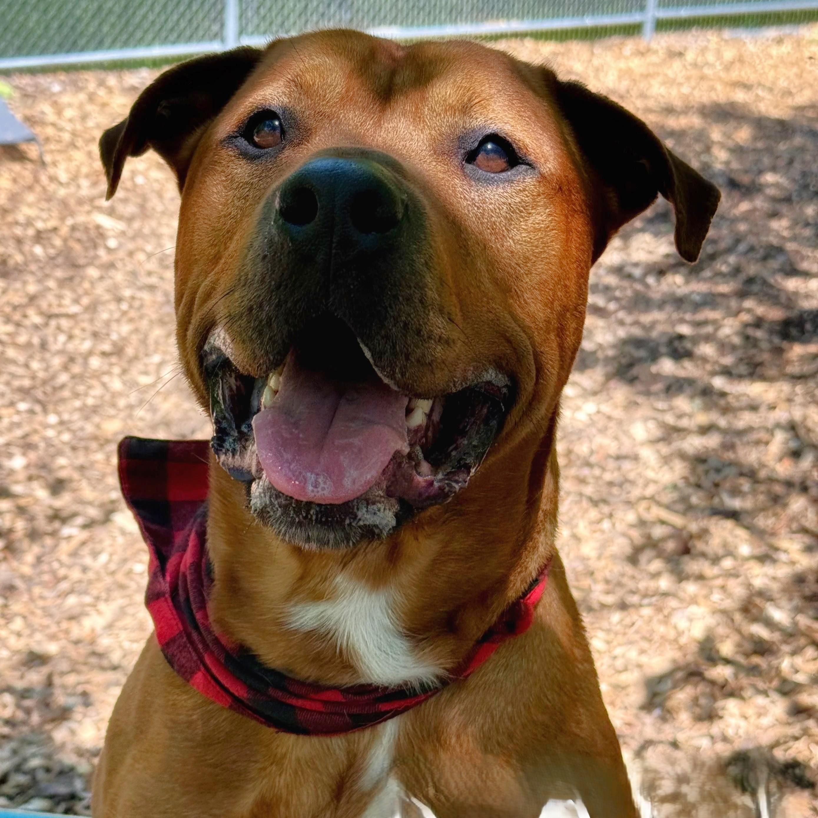 Kali- #51202, a ADOPTABLE mixed breed in Columbia, MD image 3/6