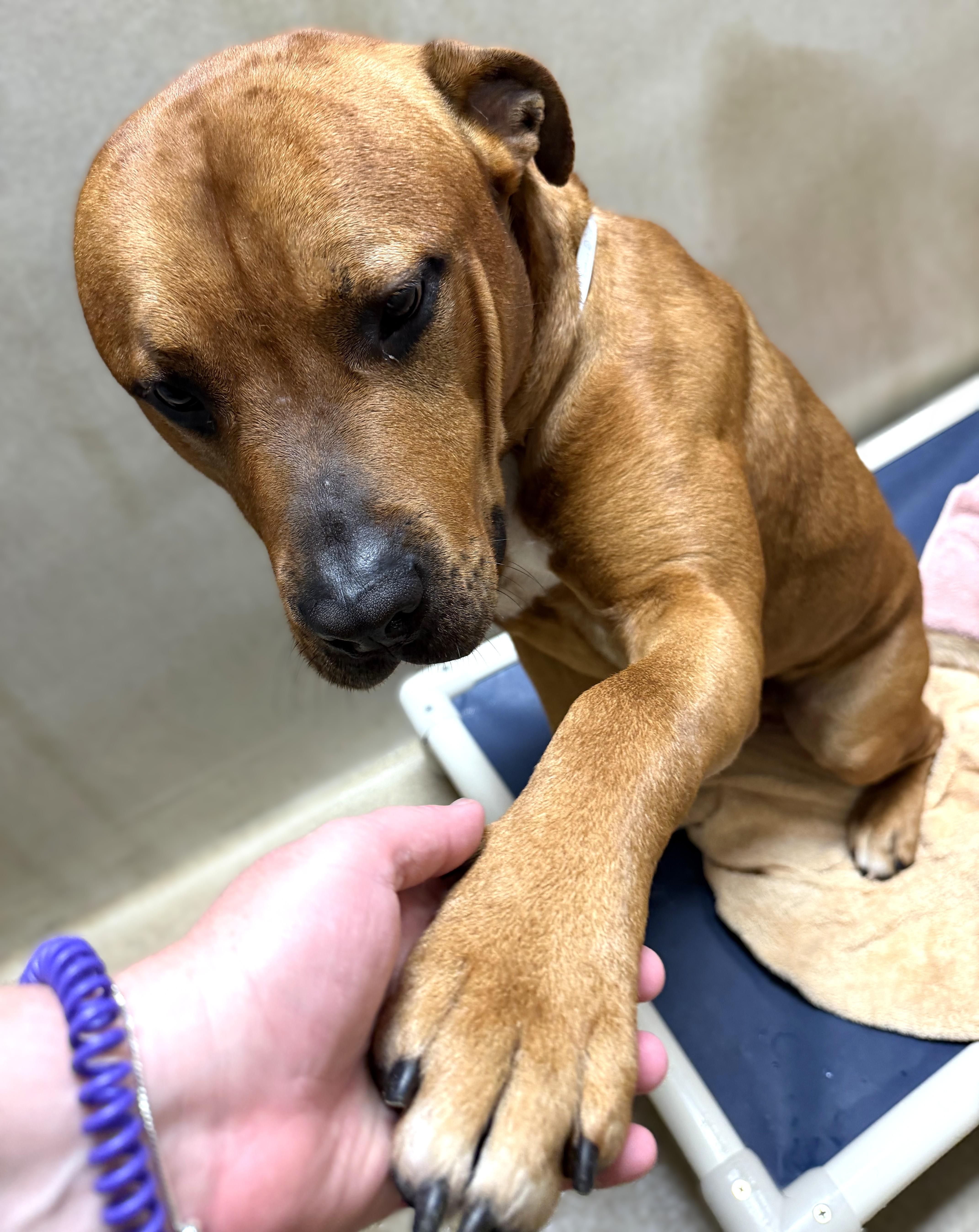 Kali- #51202, a ADOPTABLE mixed breed in Columbia, MD image 4/6