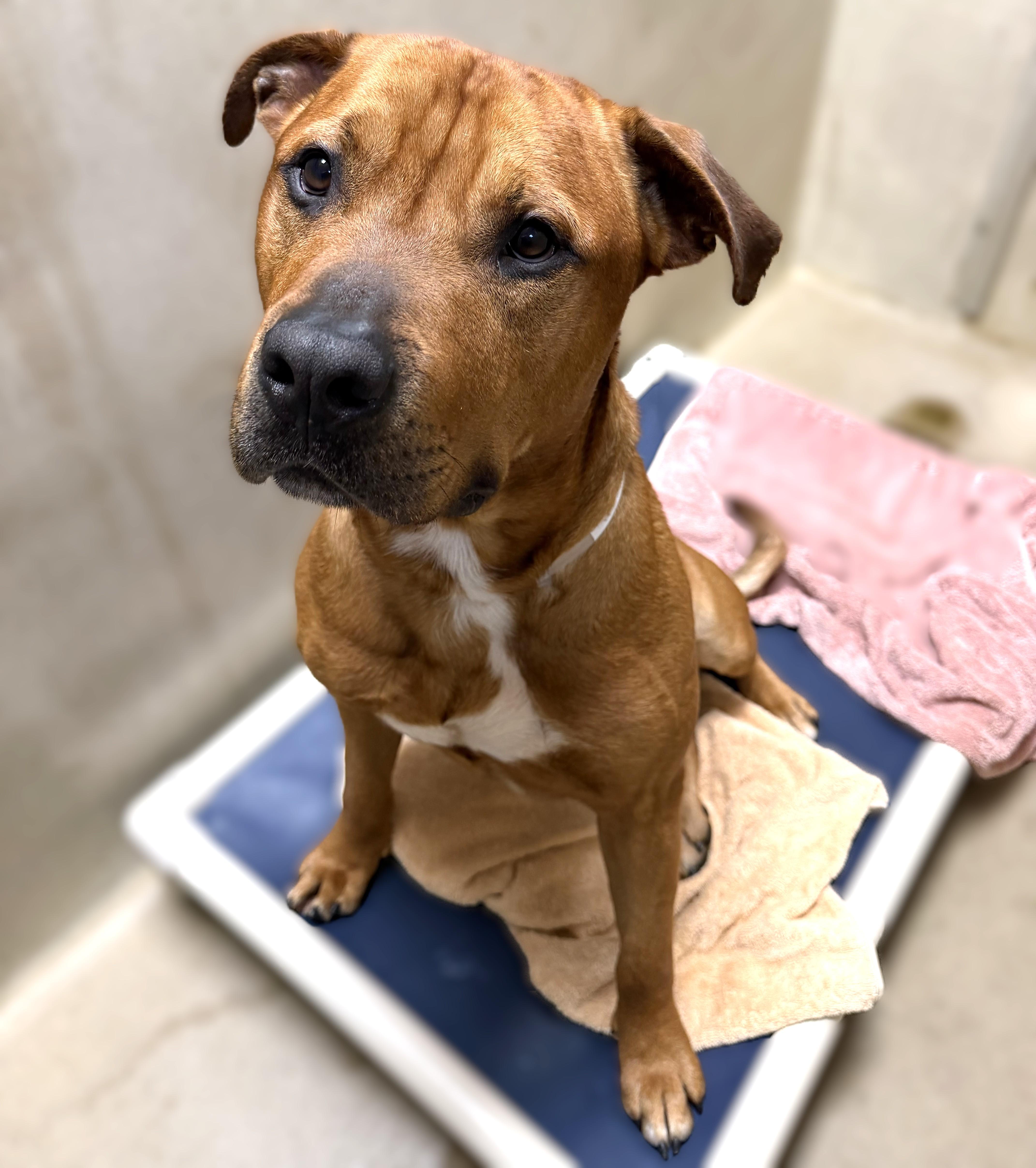 Kali- #51202, a ADOPTABLE mixed breed in Columbia, MD image 2/6