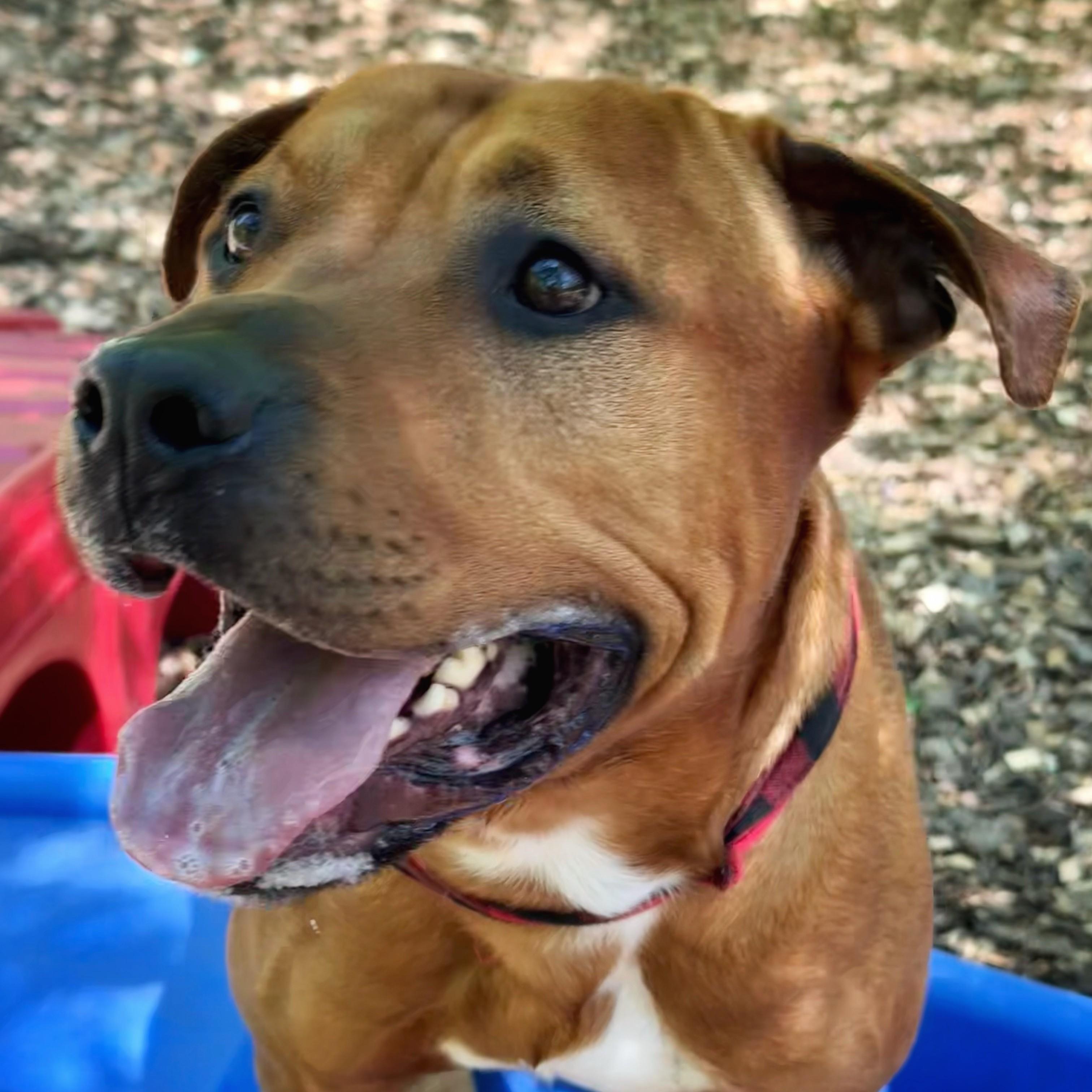 Kali- #51202, ADOPTABLE, Adult Male Boerboel.