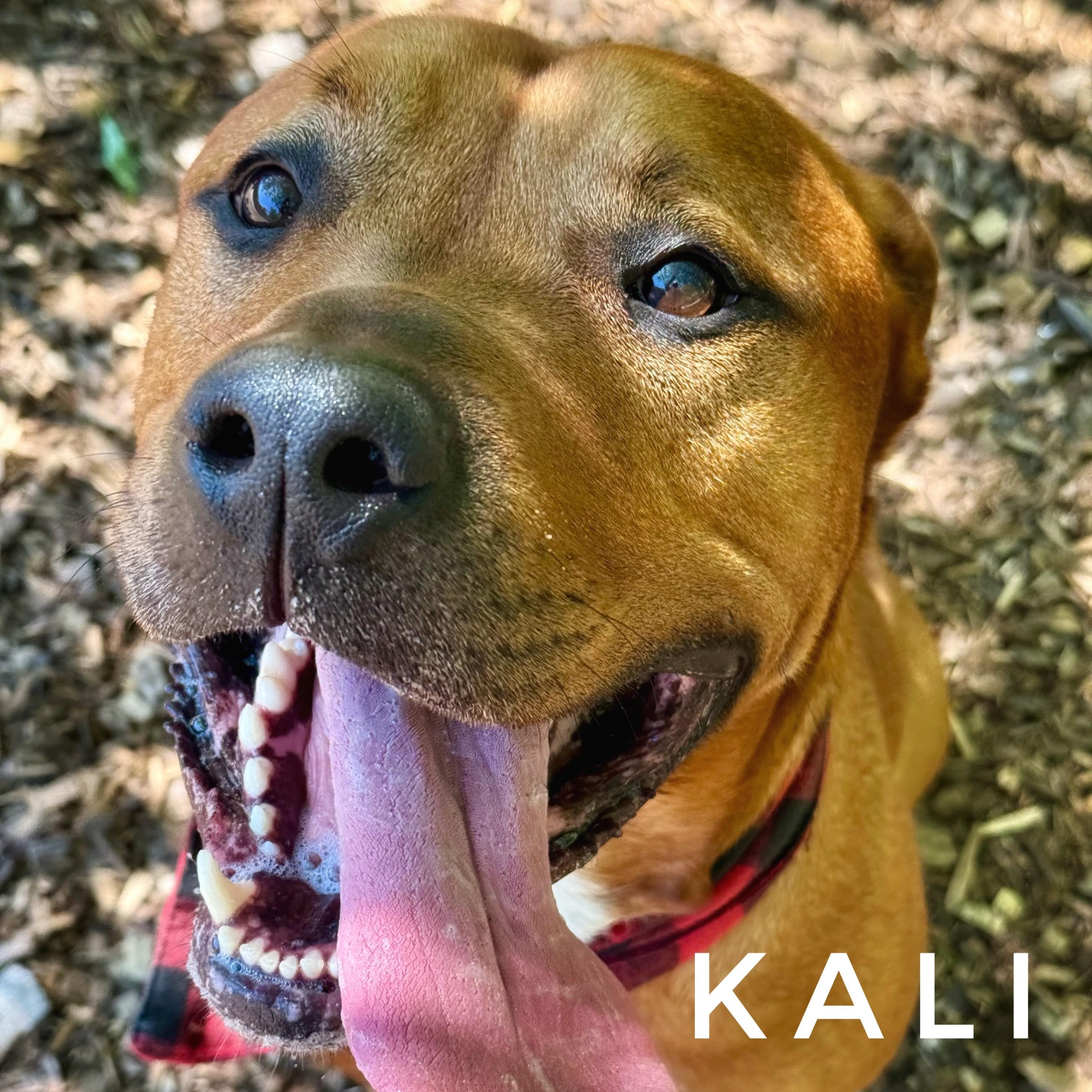 Enlarge Kali- #51202, a ADOPTABLE mixed breed in Columbia, MD image 2/3