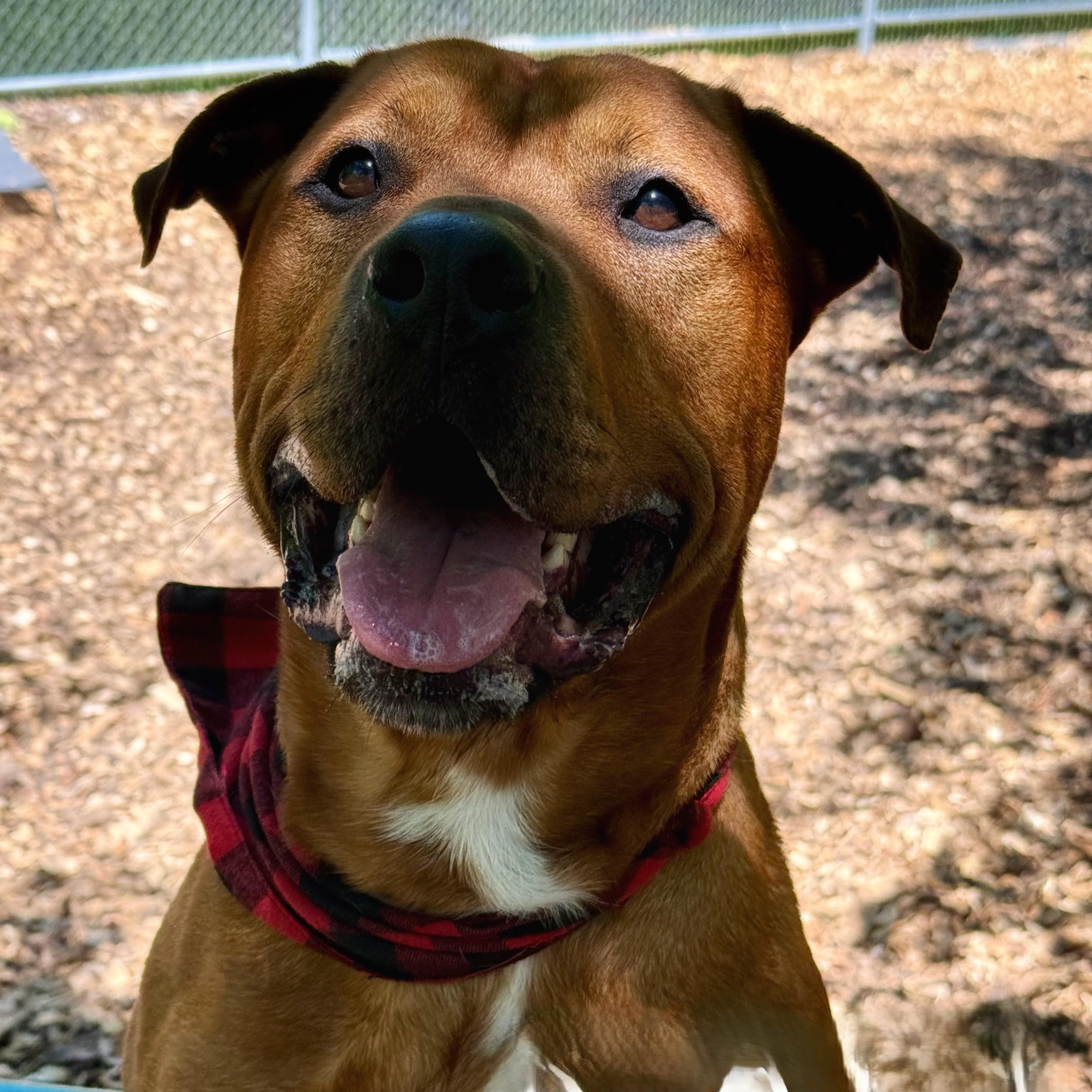 Enlarge Kali- #51202, a ADOPTABLE mixed breed in Columbia, MD image 3/3
