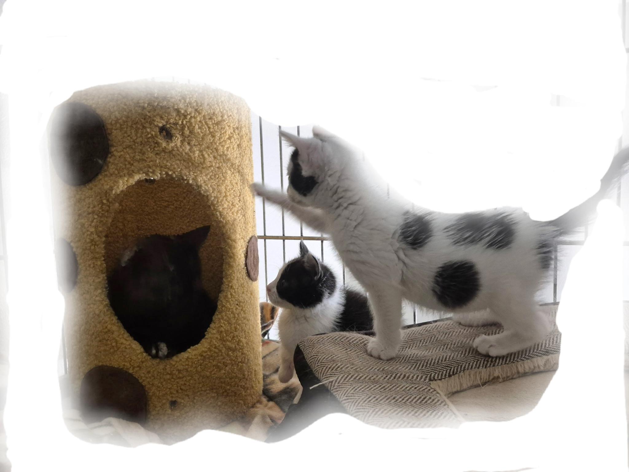 Racky Raccoon kitty and Ms. Helmet