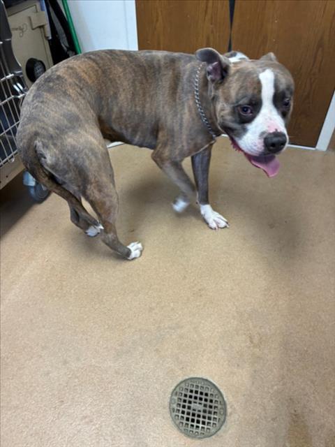 Enlarge LUFFY, a Adoptable Pit Bull Terrier in Norco, CA image 1/1
