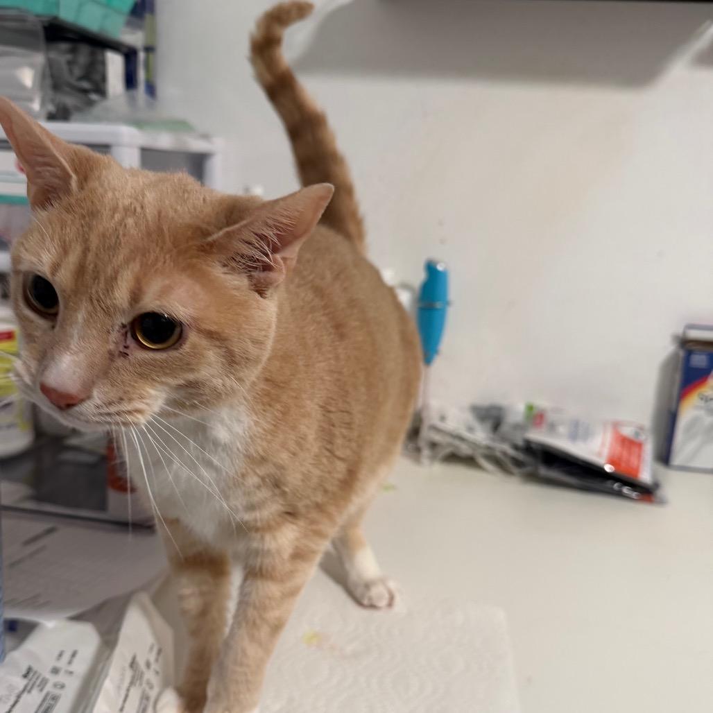 Enlarge Grove, a Adoptable Domestic Short Hair in Fredericksburg, VA image 1/3