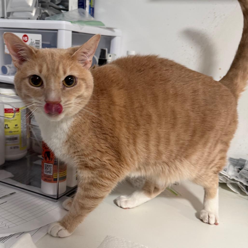 Enlarge Grove, a Adoptable Domestic Short Hair in Fredericksburg, VA image 2/3