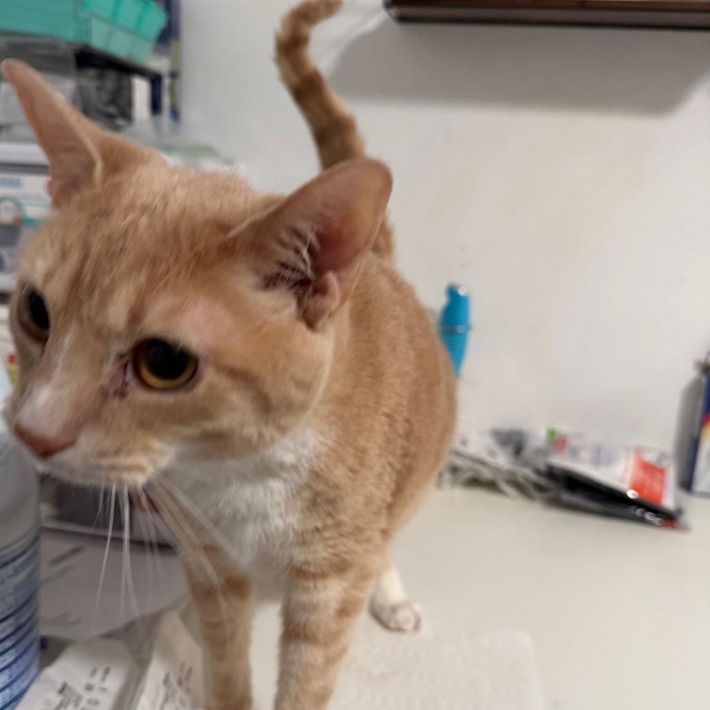 Enlarge Grove, a Adoptable Domestic Short Hair in Fredericksburg, VA image 3/3