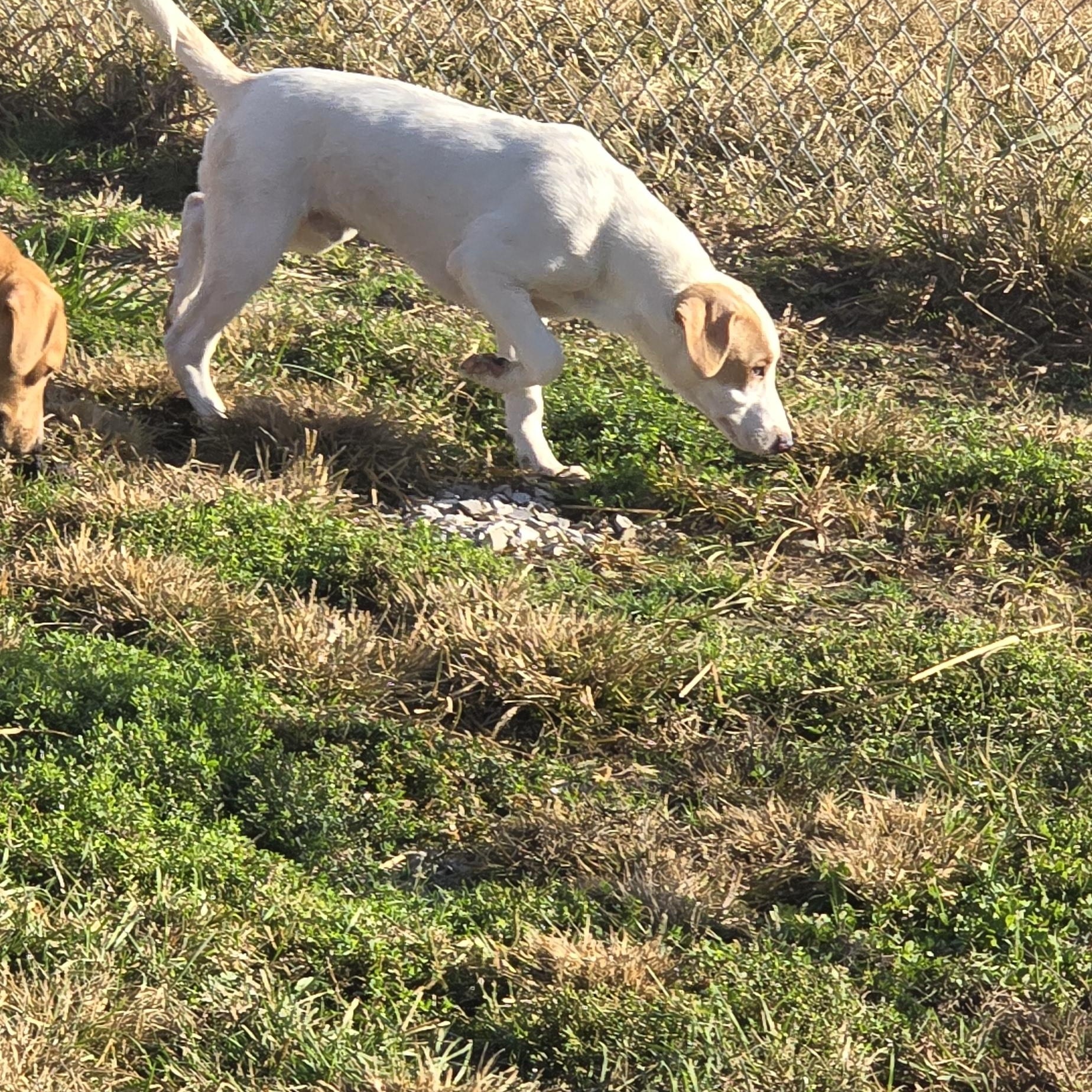 Doug, Adoptable, Young Male Hound.
