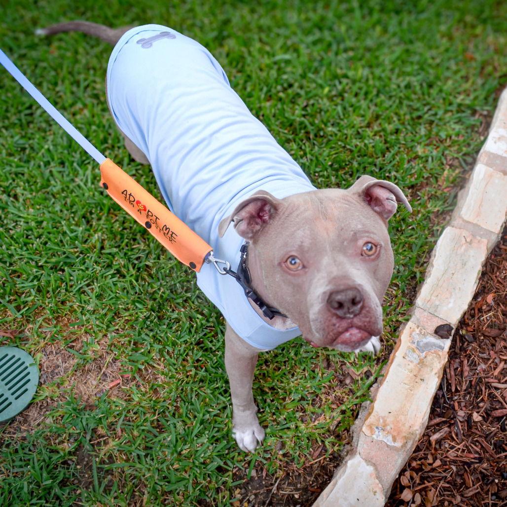 Enlarge Atlas, a Adoptable Pit Bull Terrier in Dallas, TX image 1/3