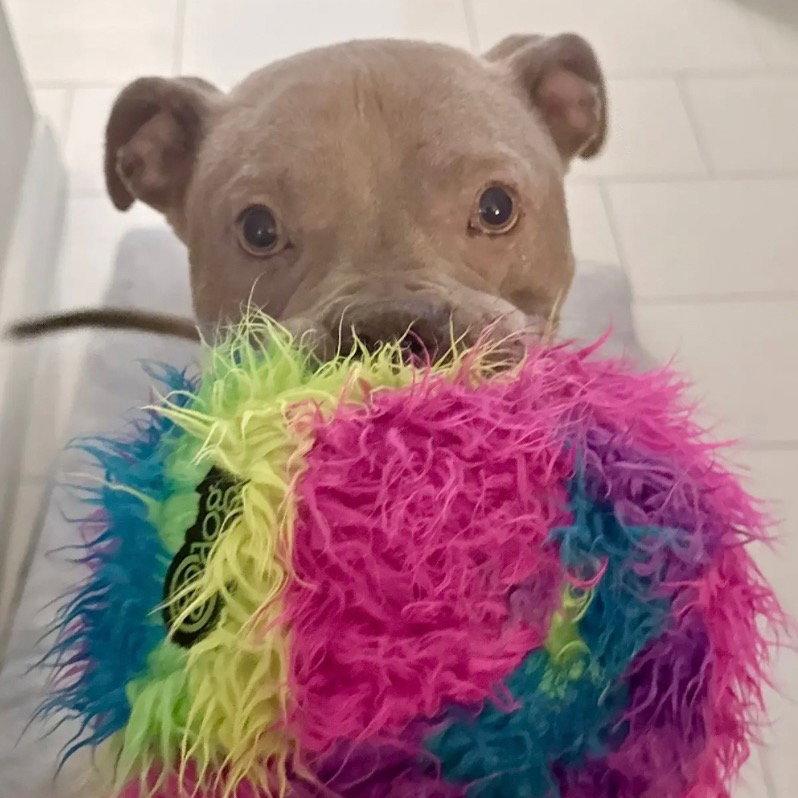 Atlas, a Adoptable Pit Bull Terrier in Dallas, TX image 2/3