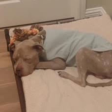 Atlas, a Adoptable Pit Bull Terrier in Dallas, TX image 3/3