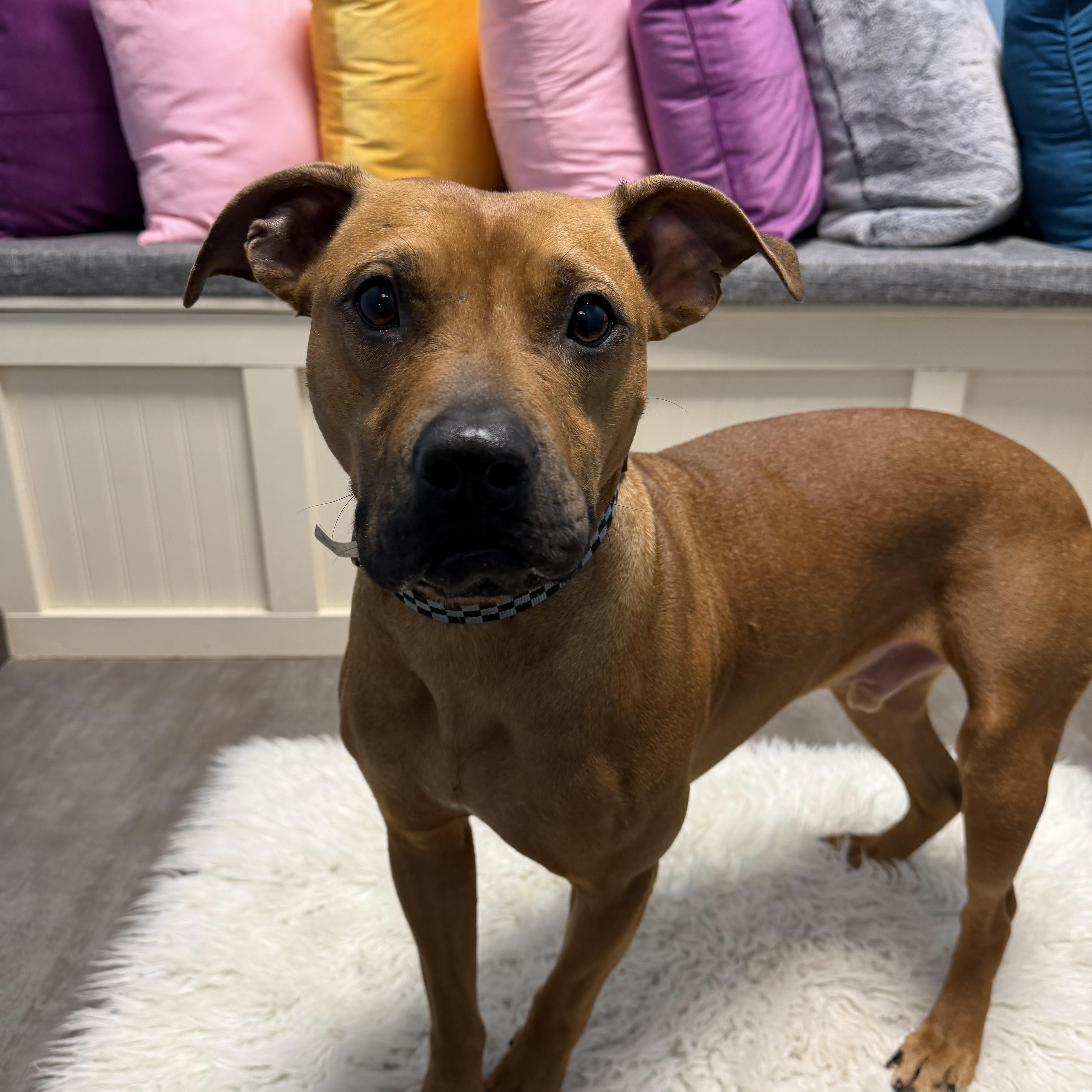 Buster, a ADOPTABLE mixed breed in Cumberland, RI image 5/6