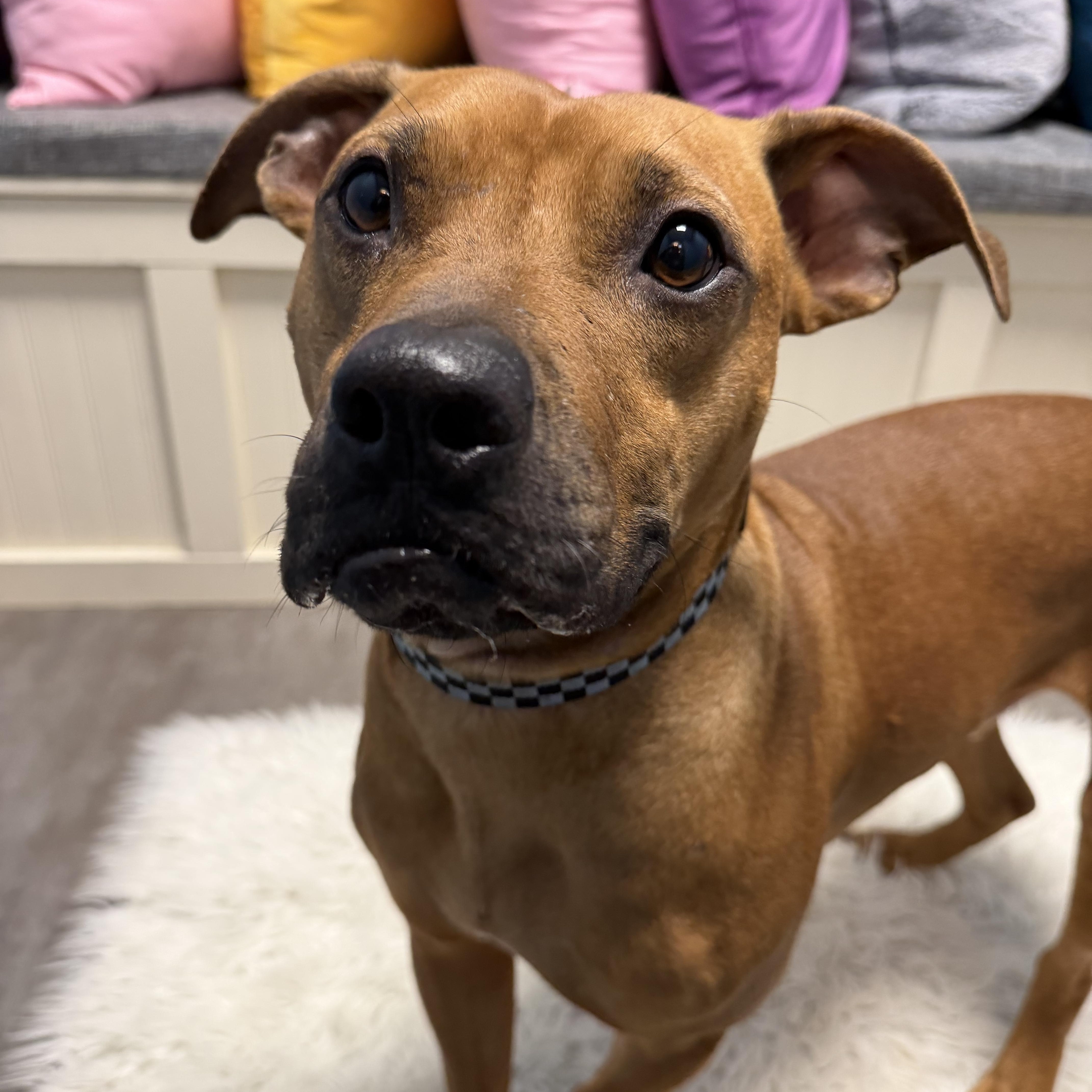 Buster, a ADOPTABLE mixed breed in Cumberland, RI image 4/6