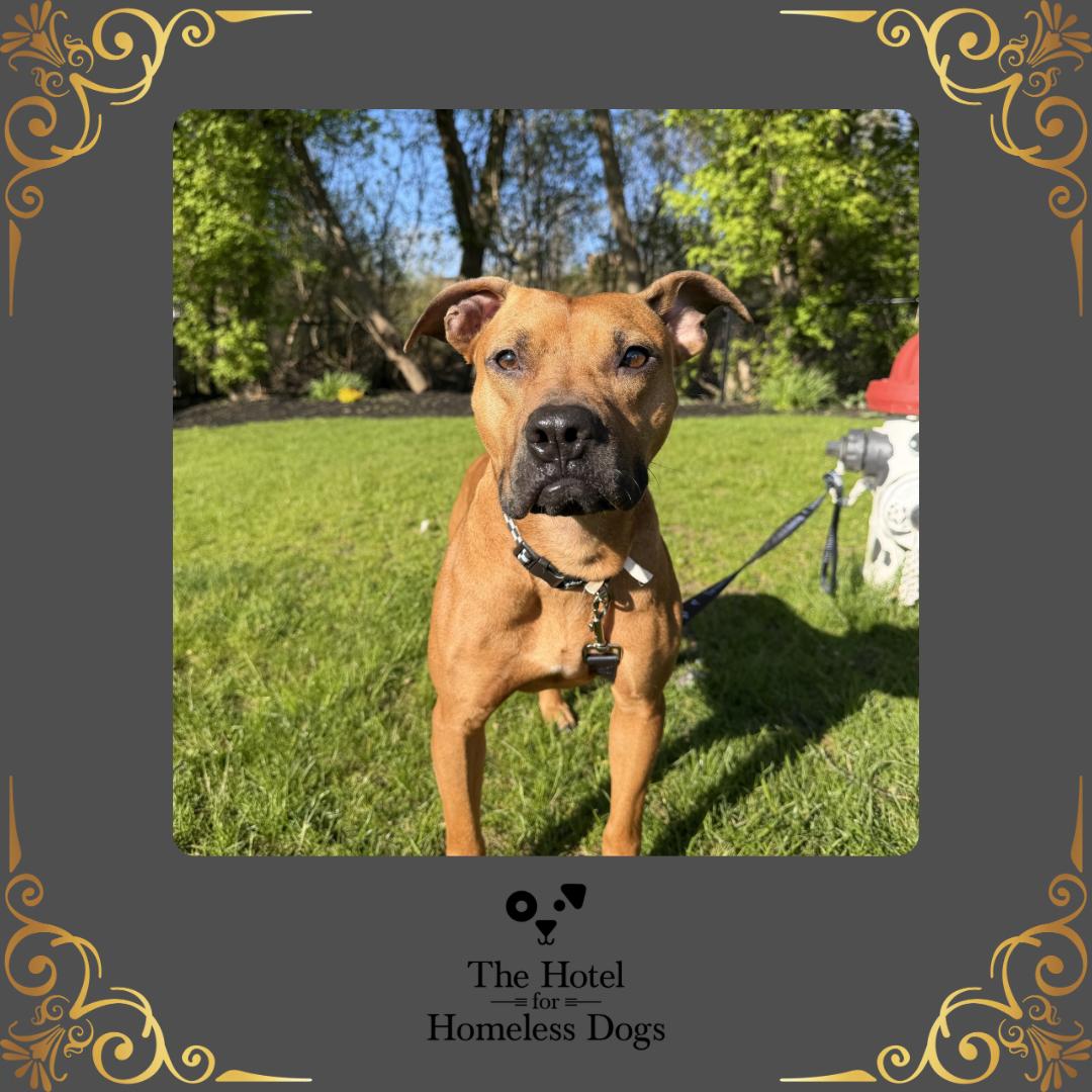 Buster, ADOPTABLE, Adult Male American Staffordshire Terrier & Terrier.