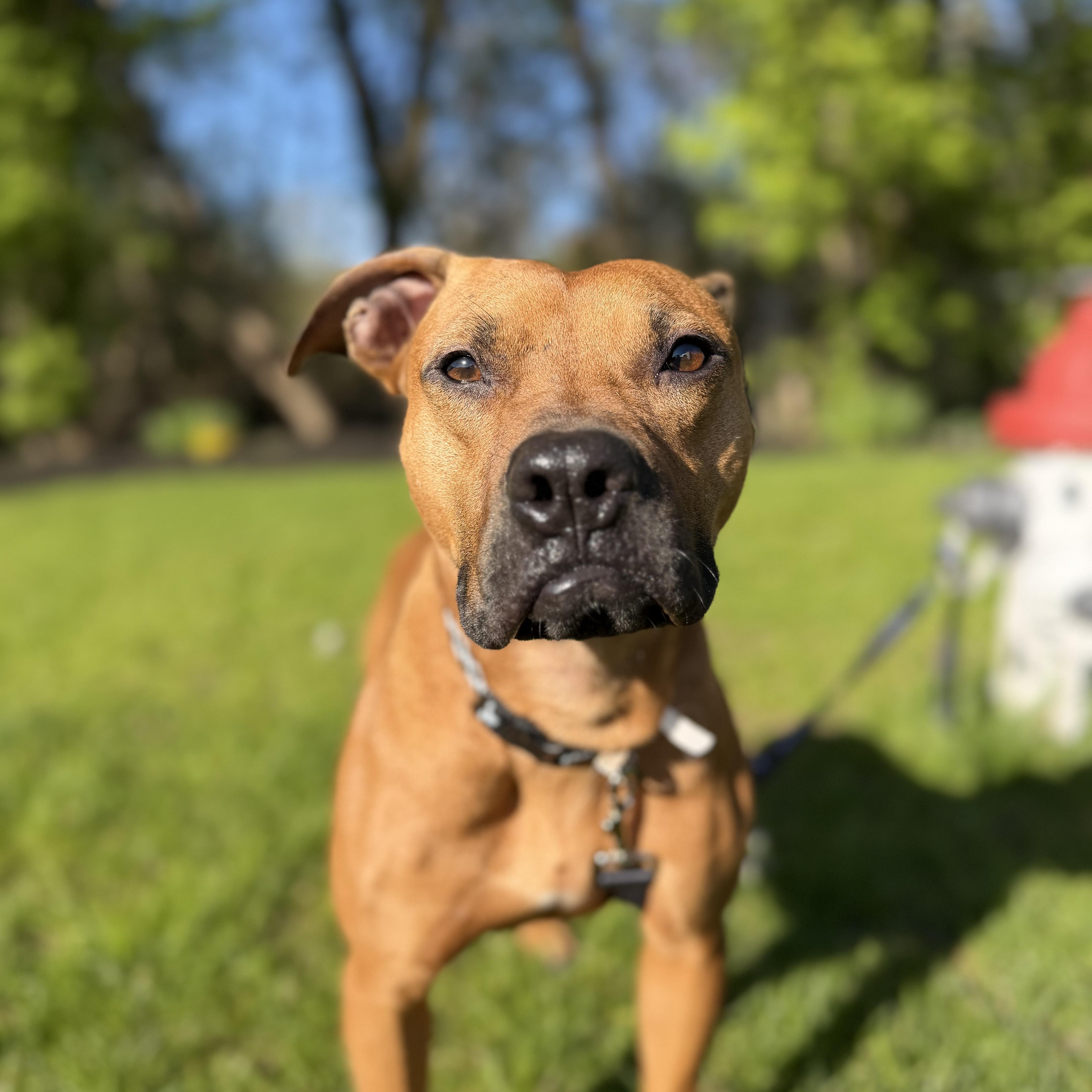 Buster, a ADOPTABLE mixed breed in Cumberland, RI image 2/6