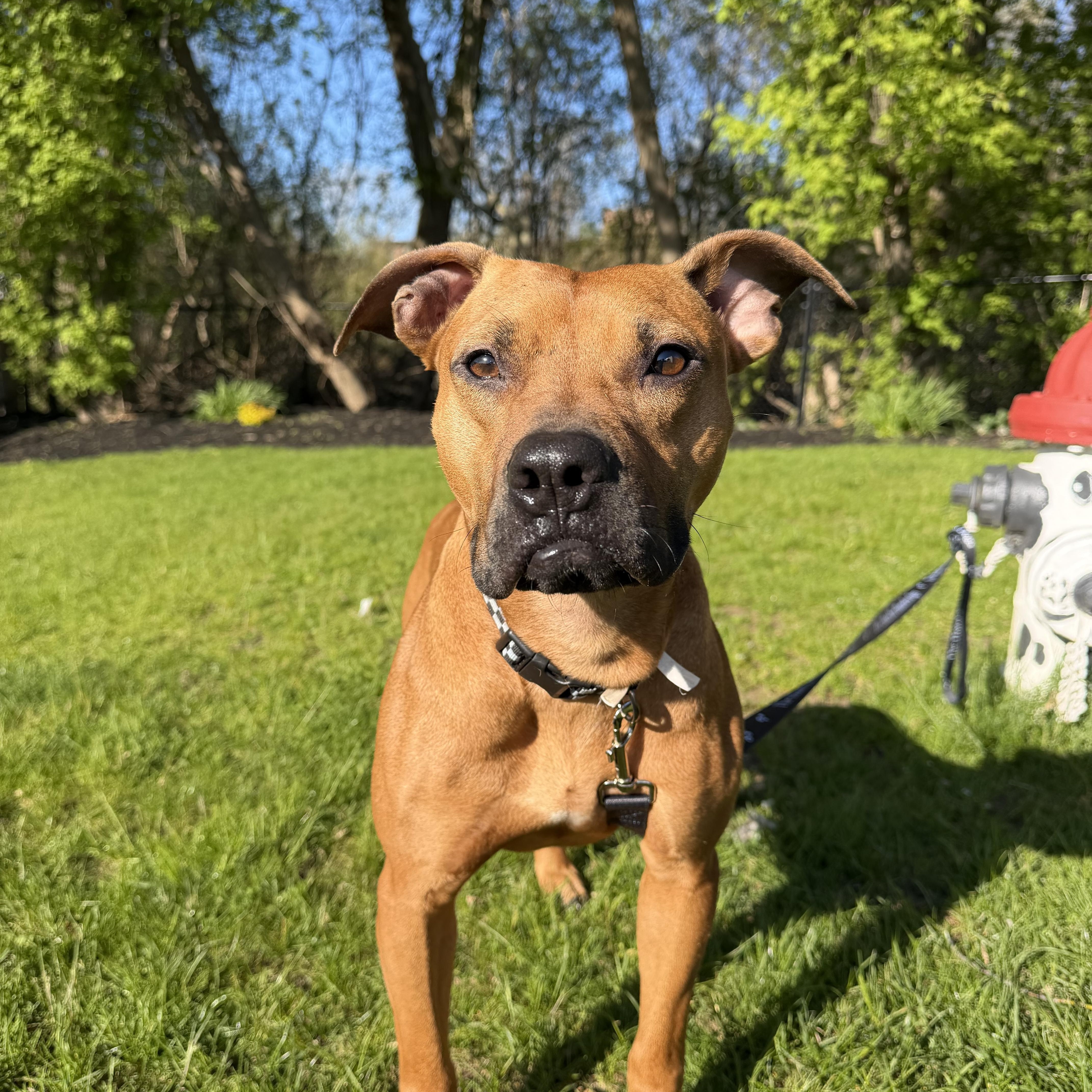 Buster, a ADOPTABLE mixed breed in Cumberland, RI image 3/6