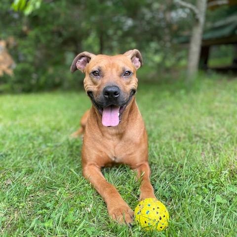 Buster, a ADOPTABLE mixed breed in Cumberland, RI image 2/6