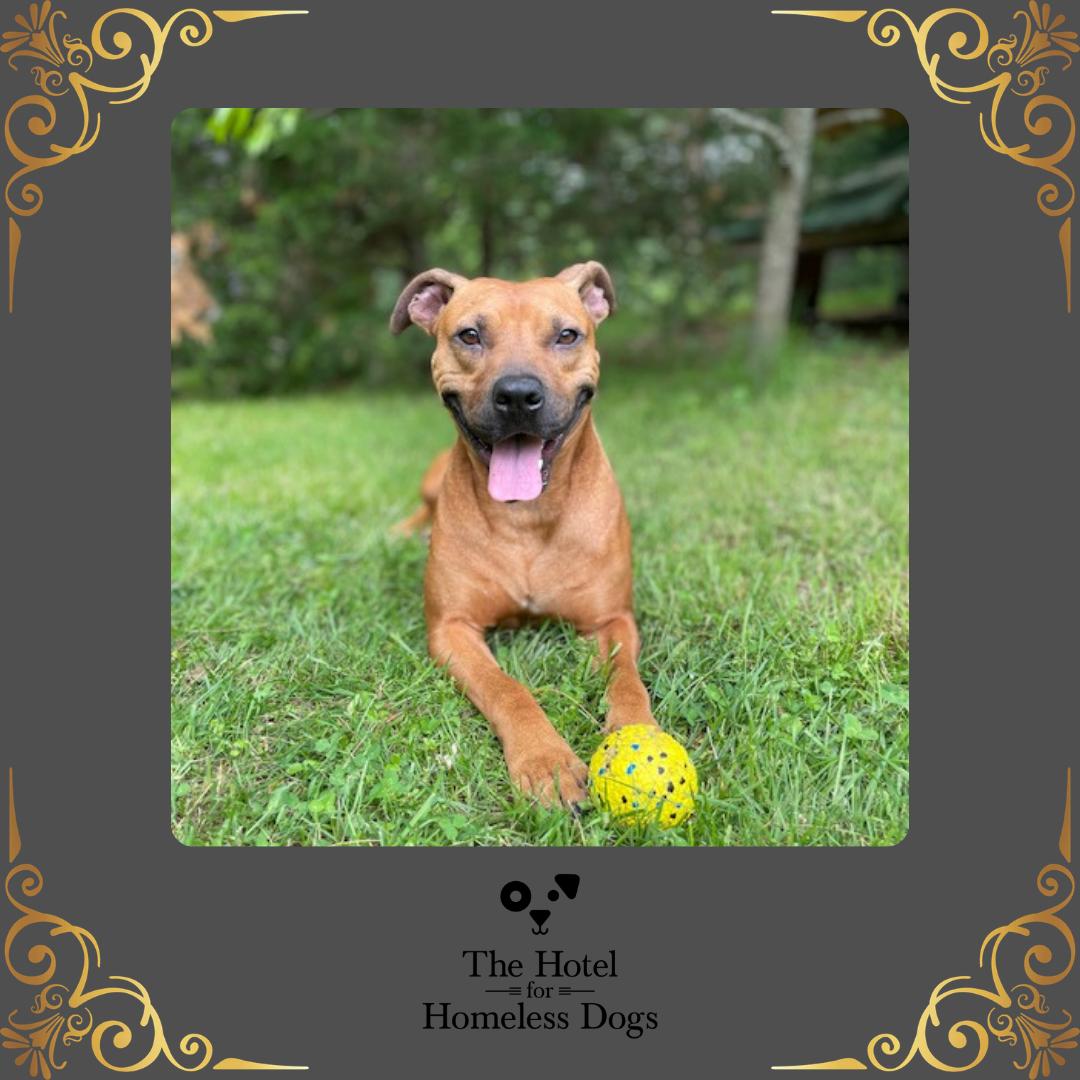 Buster, a ADOPTABLE mixed breed in Cumberland, RI image 1/6