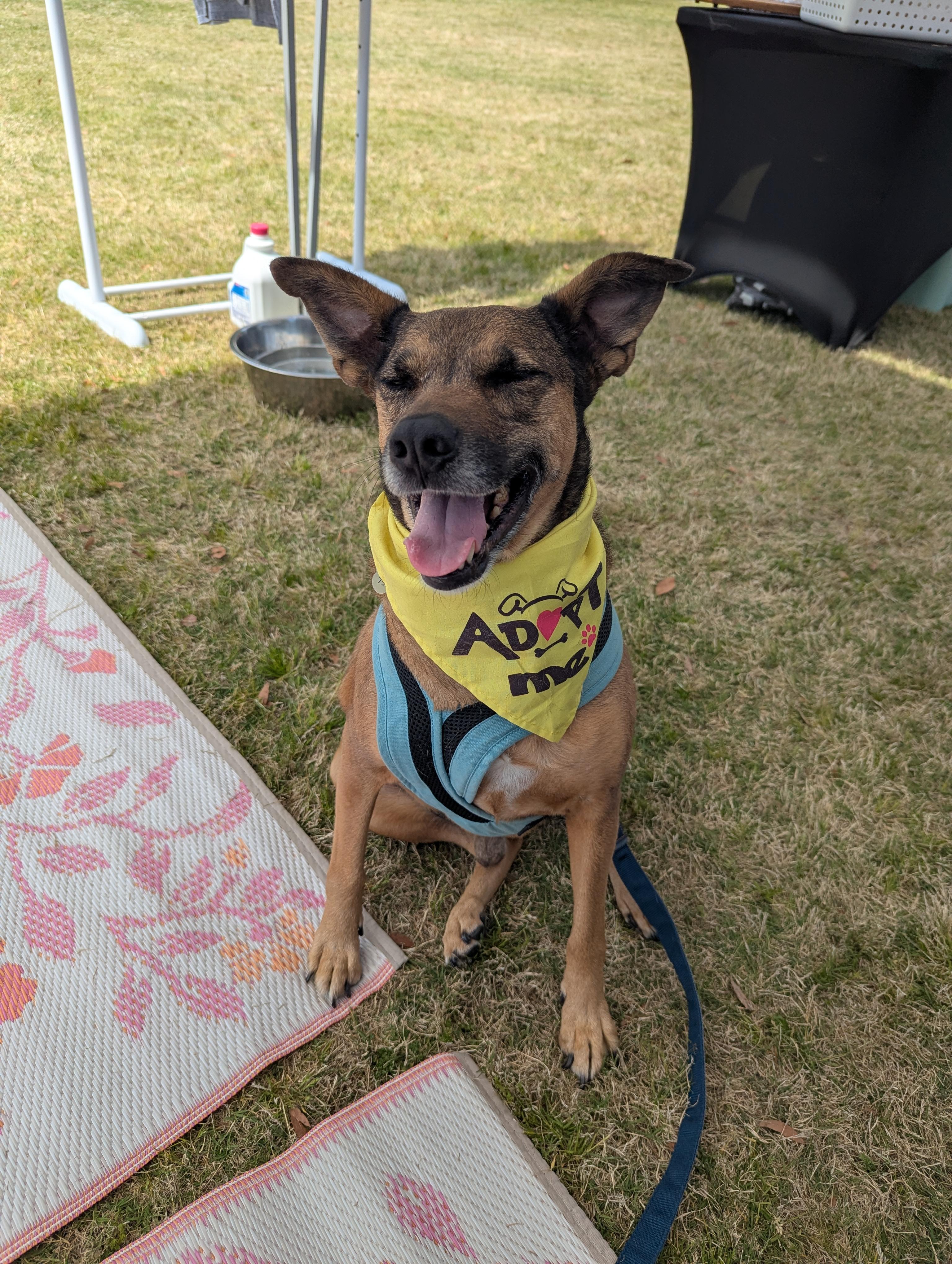 Dawson, Adoptable, Adult Male Terrier & German Shepherd Dog.
