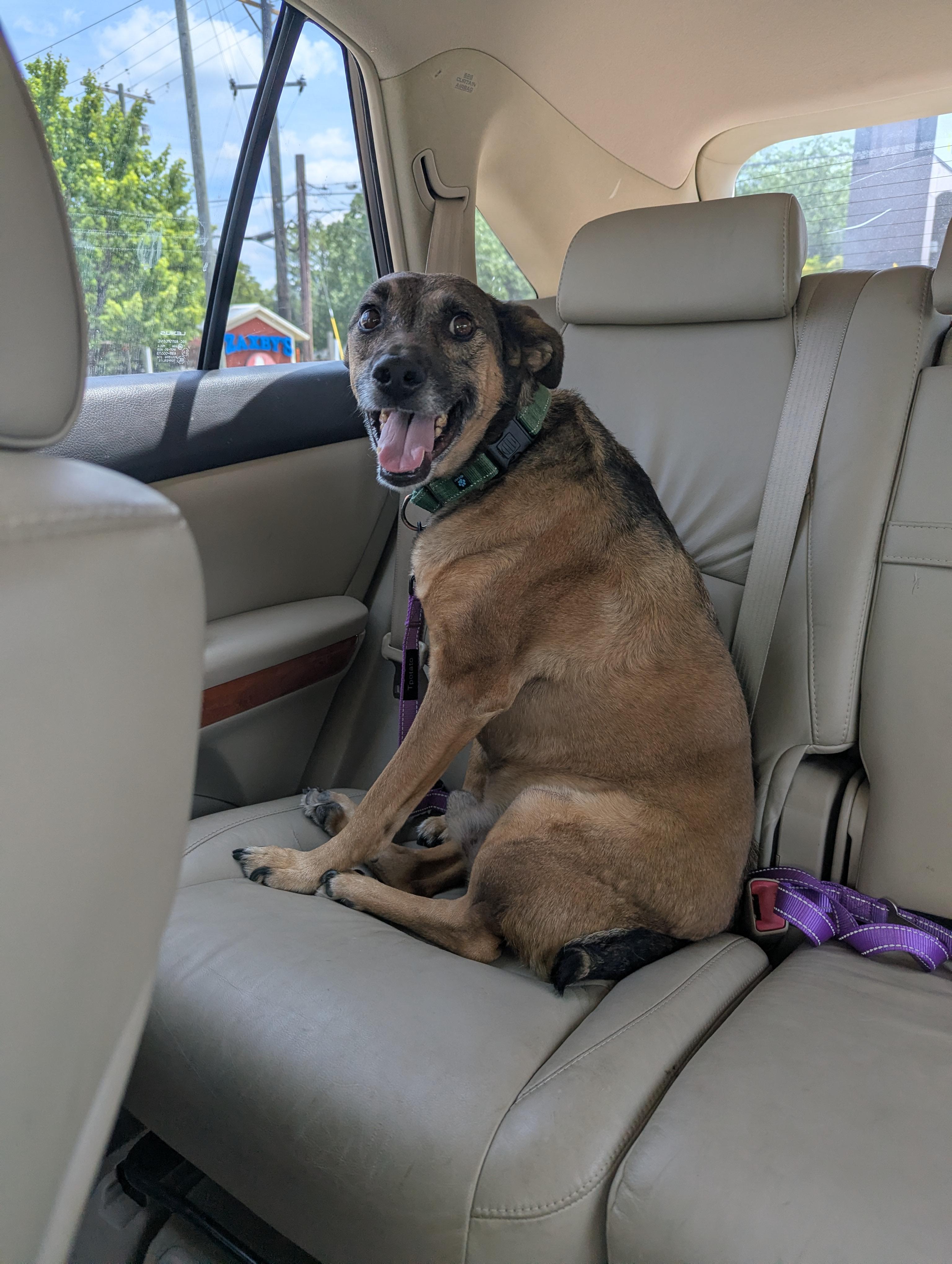 Enlarge Dawson, a Adoptable mixed breed in Raeford, NC image 4/6