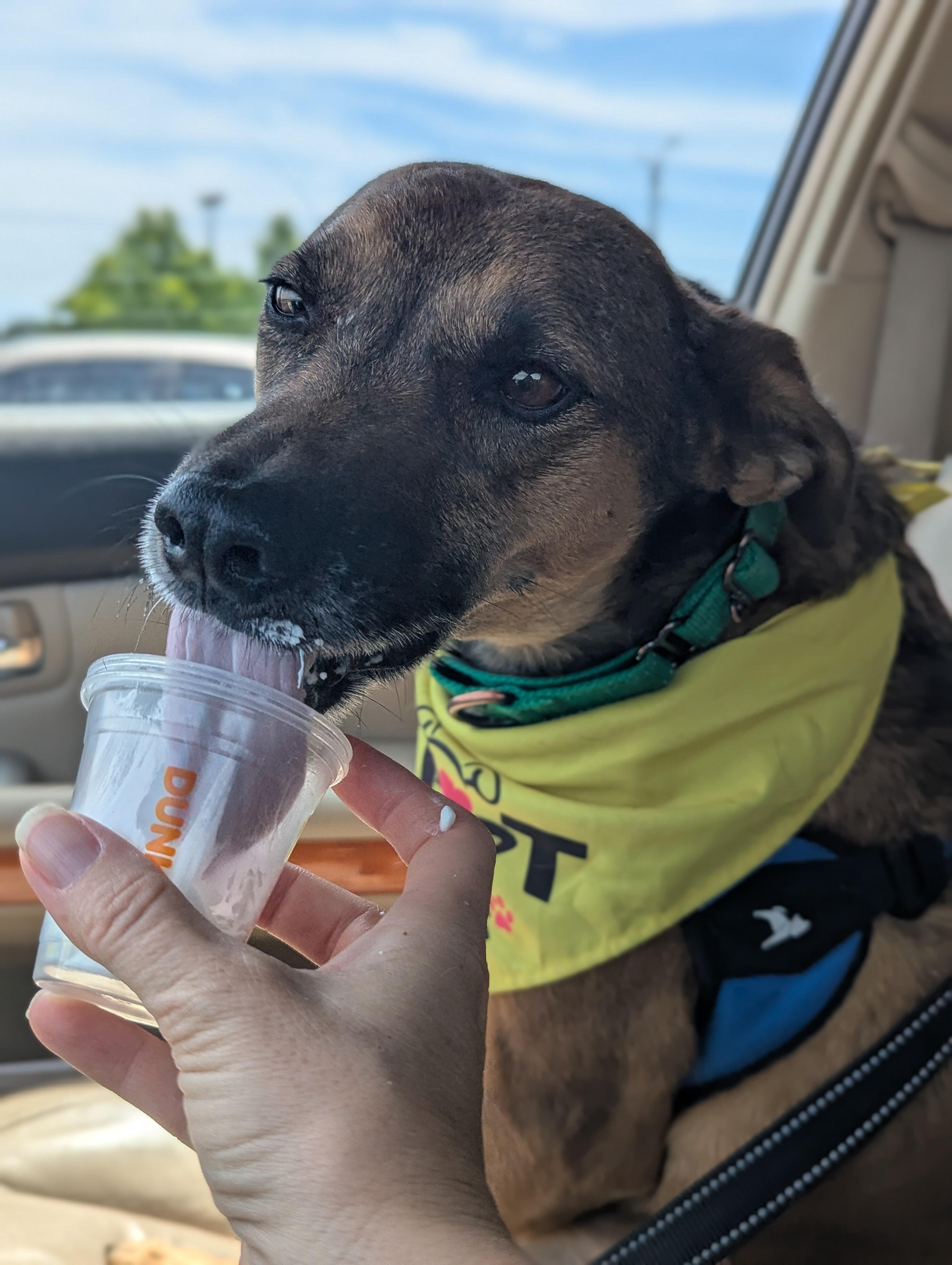 Enlarge Dawson, a Adoptable mixed breed in Raeford, NC image 3/6