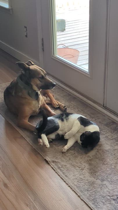 Enlarge Dawson, a Adoptable mixed breed in Raeford, NC video 6/6