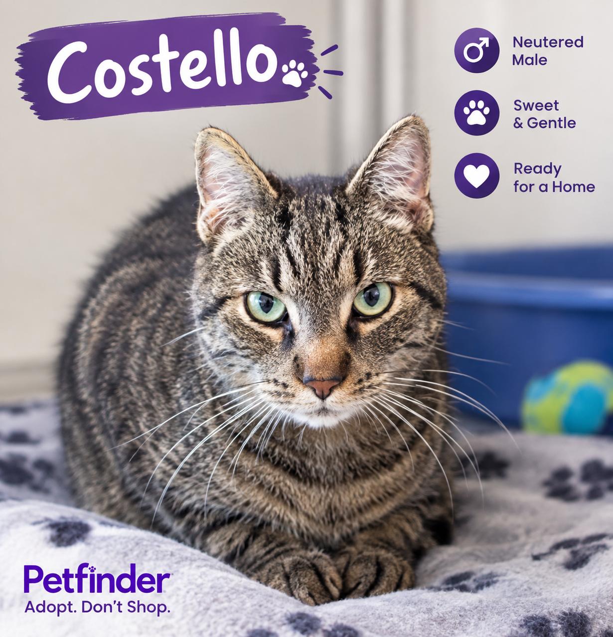 Enlarge Castello, a Adoptable Domestic Short Hair in Joliet, IL image 1/1