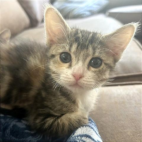 Bee, Adoptable, Kitten Female Domestic Short Hair.