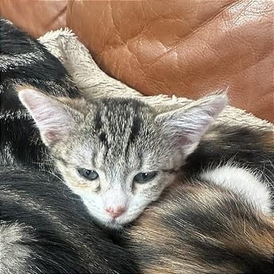 Bee, a Adoptable Domestic Short Hair in Pleasant Hill, CA image 3/3