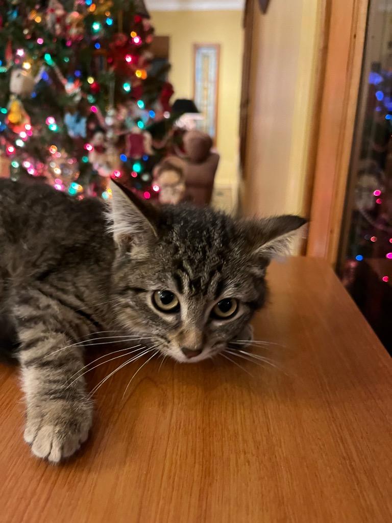 Molly, Adoptable, Kitten Female Domestic Short Hair.