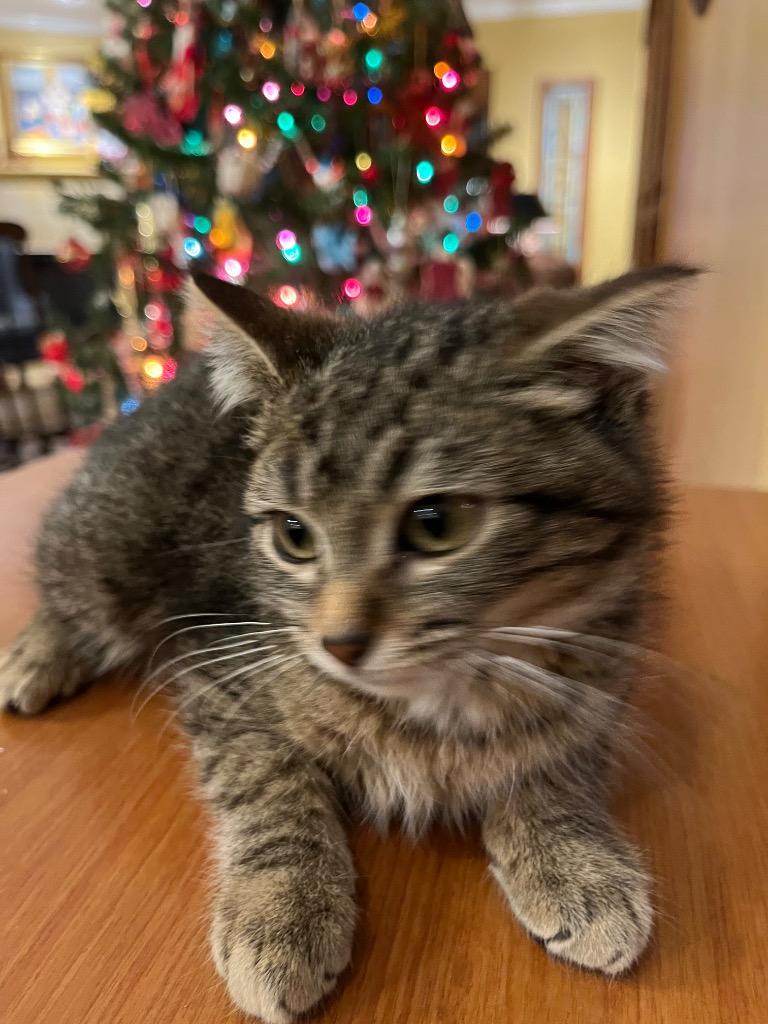 Enlarge Molly, a Adoptable mixed breed in Merriam, KS image 2/2