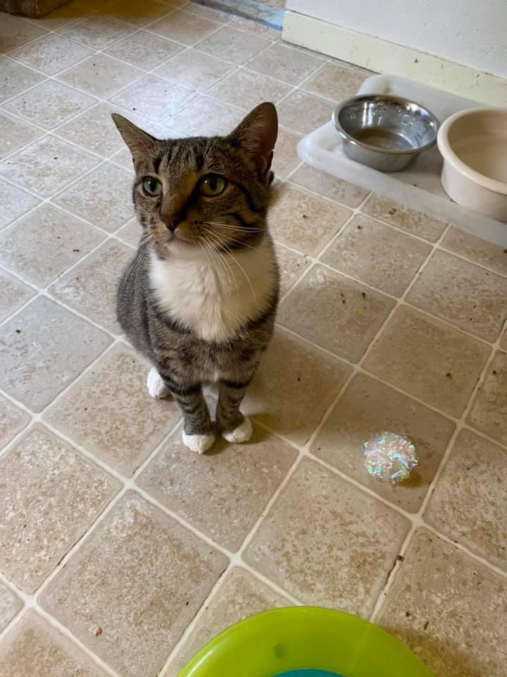 Enlarge Bernie, a Adoptable Domestic Short Hair in Springfield, IL image 1/6