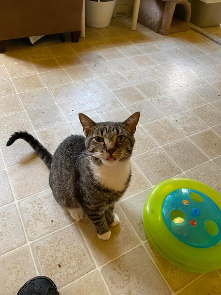 Enlarge Bernie, a Adoptable Domestic Short Hair in Springfield, IL image 3/6