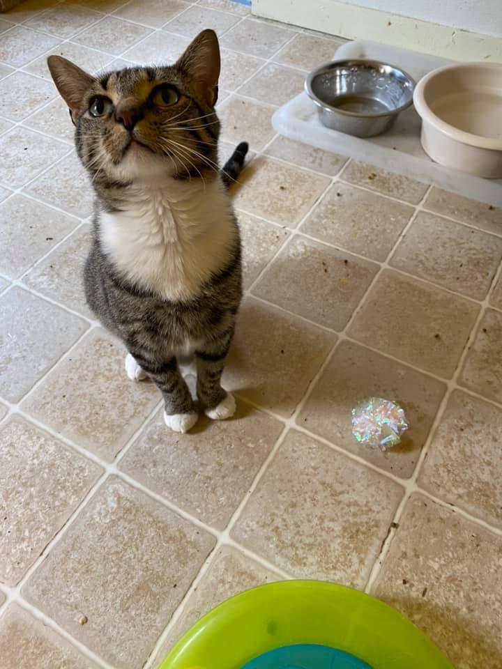 Enlarge Bernie, a Adoptable Domestic Short Hair in Springfield, IL image 4/6