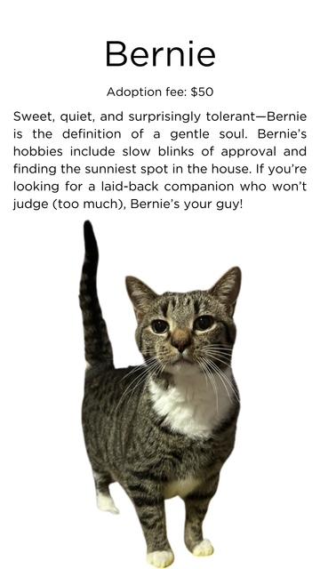 Enlarge Bernie, a Adoptable Domestic Short Hair in Springfield, IL image 5/6