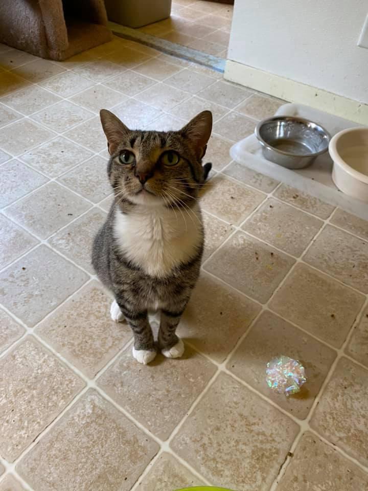 Enlarge Bernie, a Adoptable Domestic Short Hair in Springfield, IL image 6/6