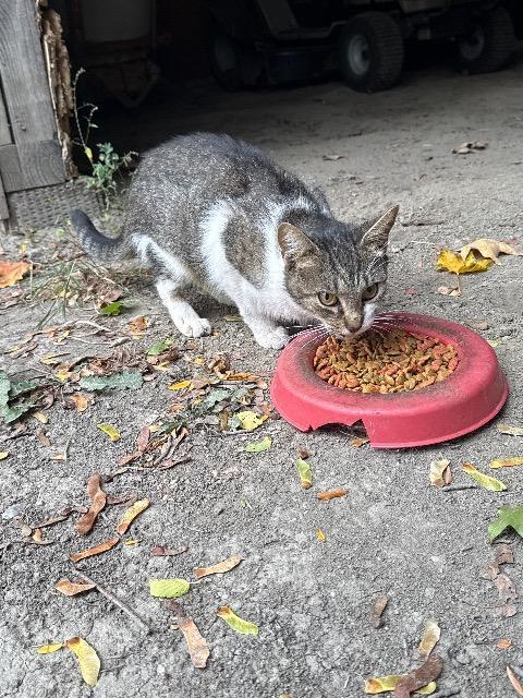 Enlarge Sweet Potato Fry, a Adoptable mixed breed in Auburn, IN image 1/4