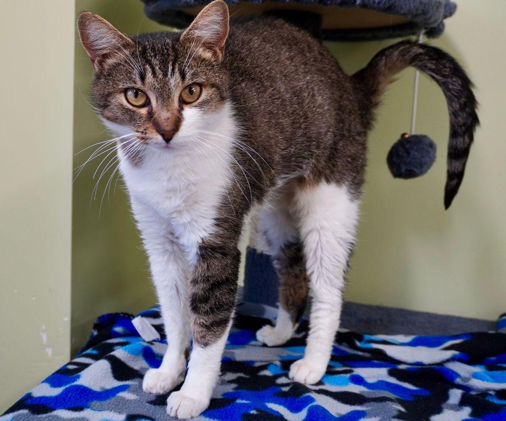 Enlarge Sweet Potato Fry, a Adoptable mixed breed in Auburn, IN image 2/4