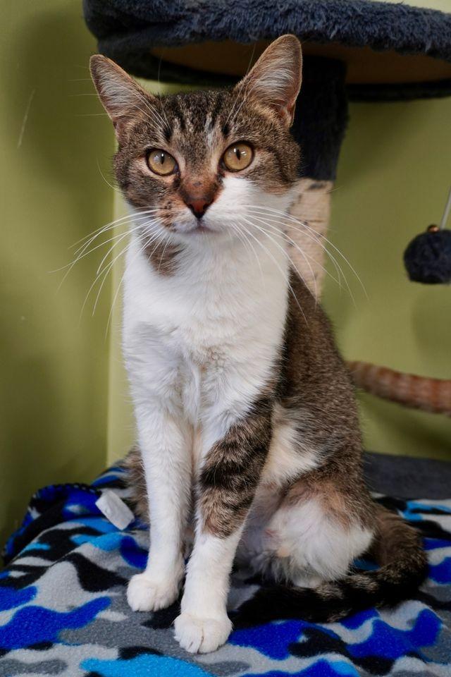 Enlarge Sweet Potato Fry, a Adoptable mixed breed in Auburn, IN image 3/4