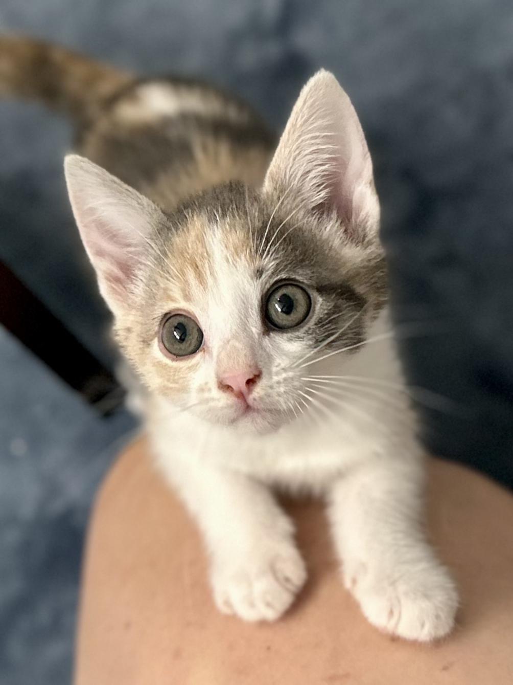Chaba, a Adoptable Dilute Calico in Salinas, CA image 4/6