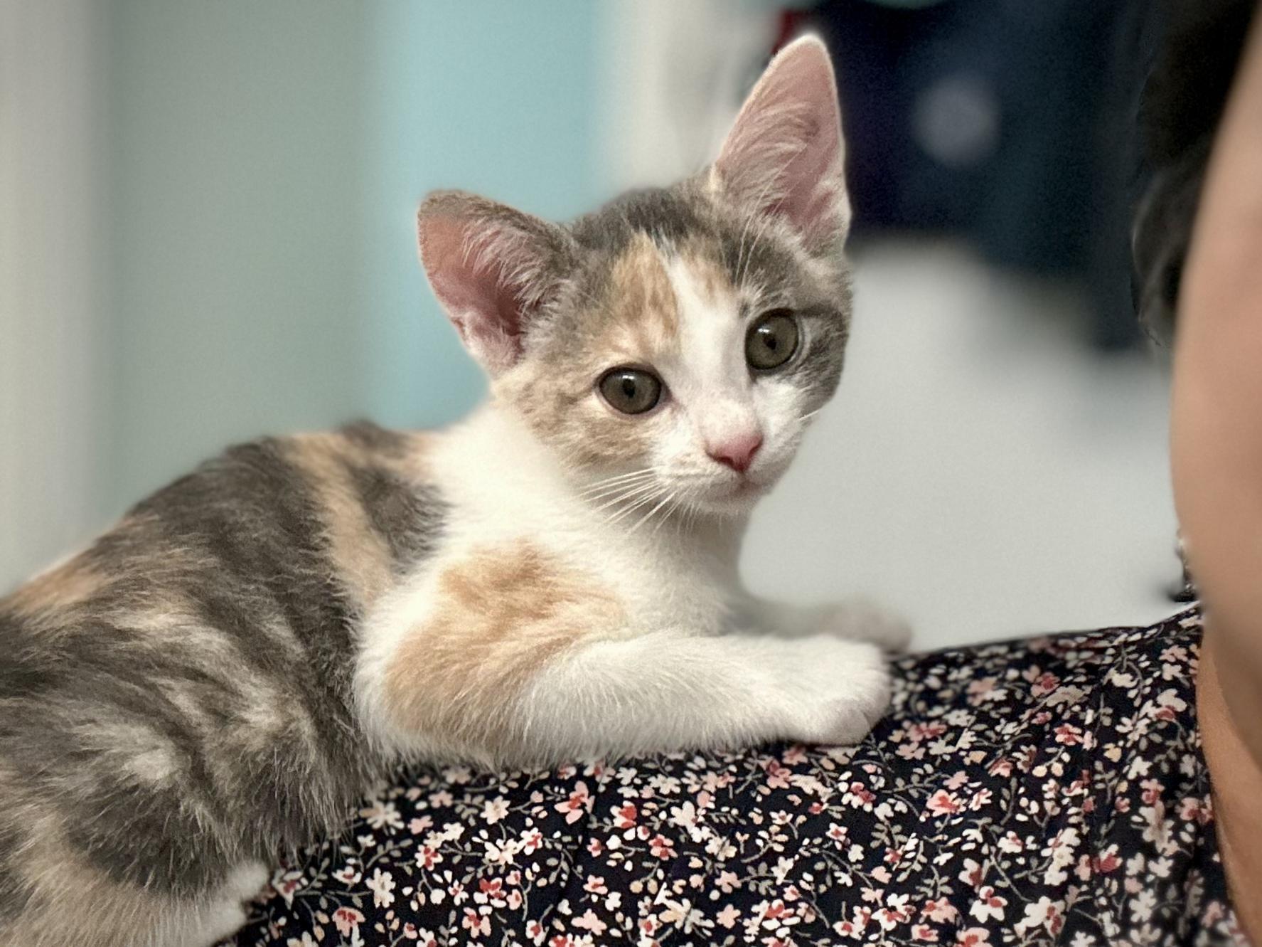 Chaba, a Adoptable Dilute Calico in Salinas, CA image 6/6
