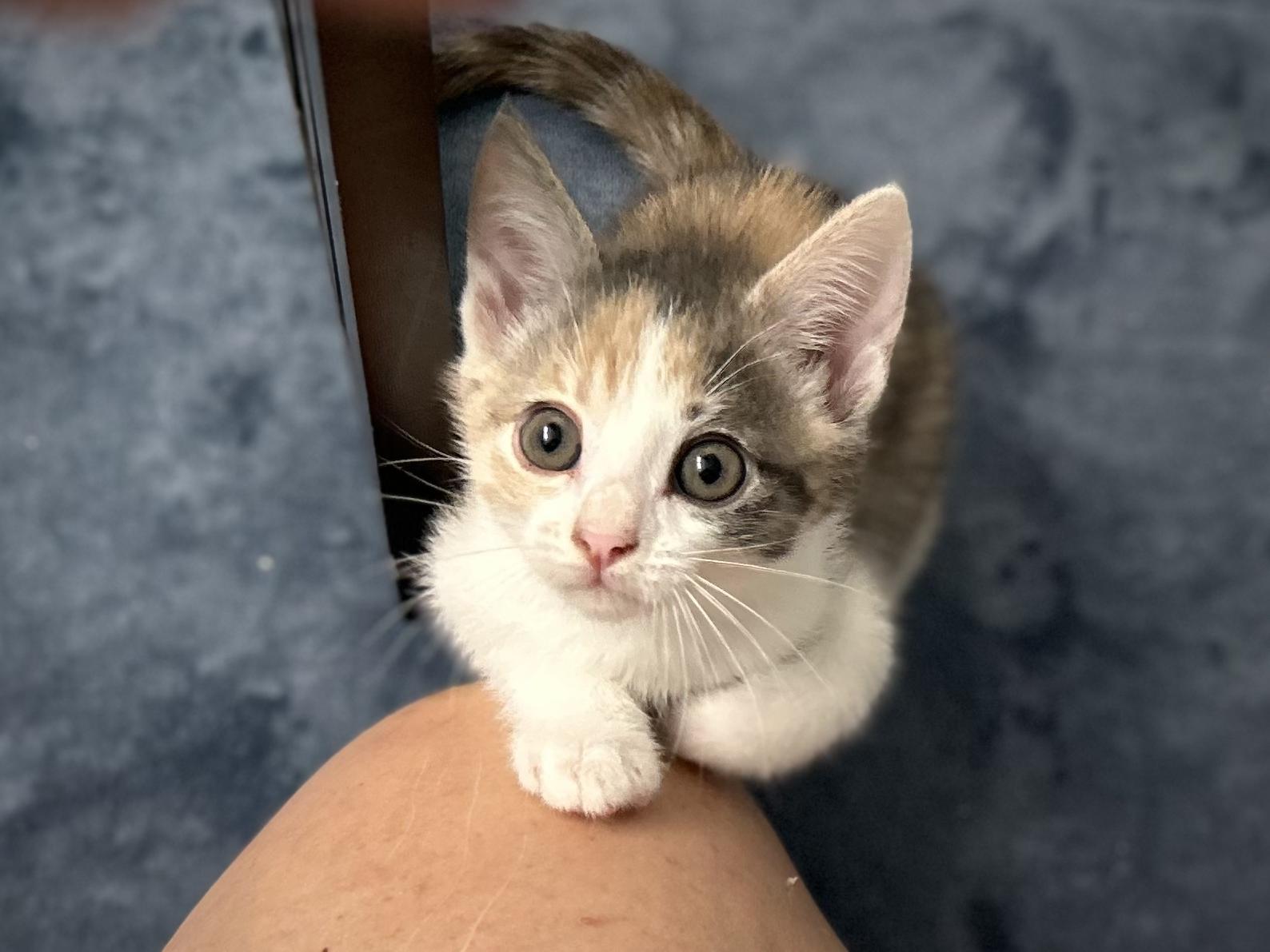 Chaba, a Adoptable Dilute Calico in Salinas, CA image 5/6