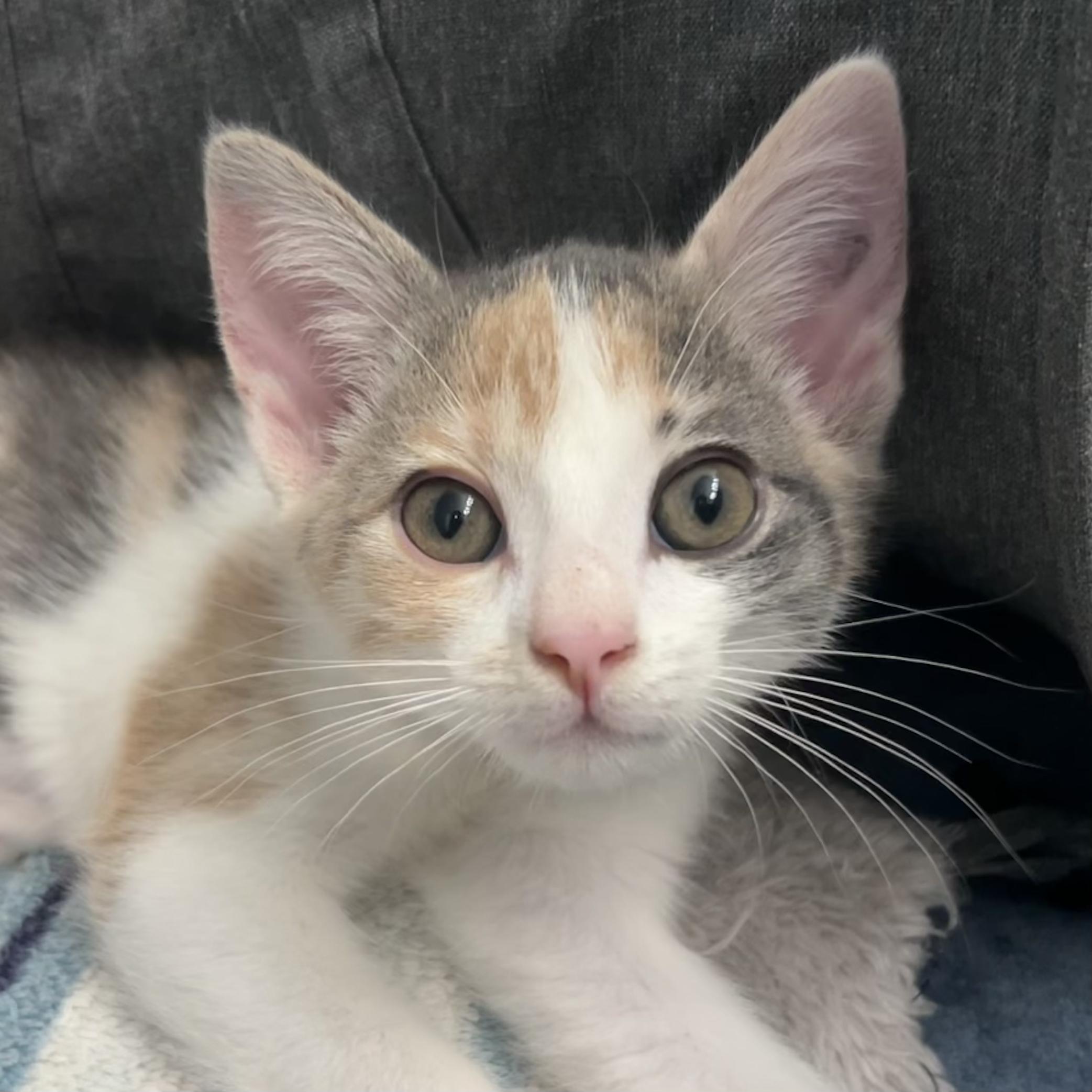 Chaba, a Adoptable Dilute Calico in Salinas, CA image 2/6