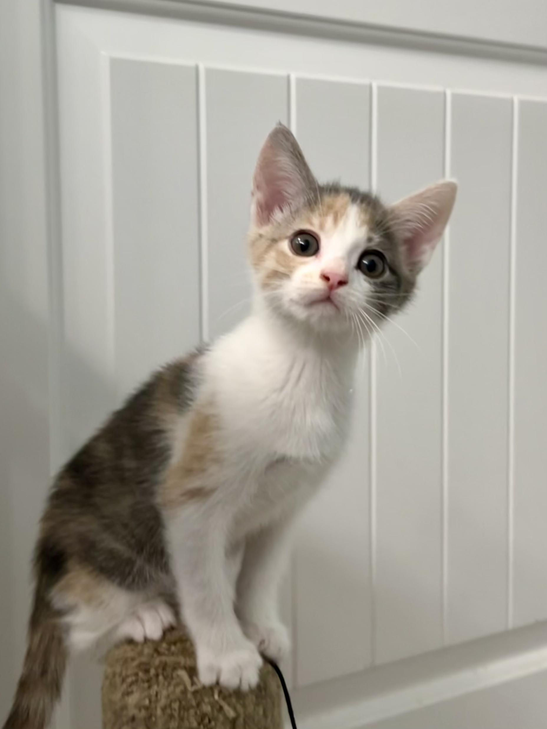 Chaba, a Adoptable Dilute Calico in Salinas, CA image 3/6